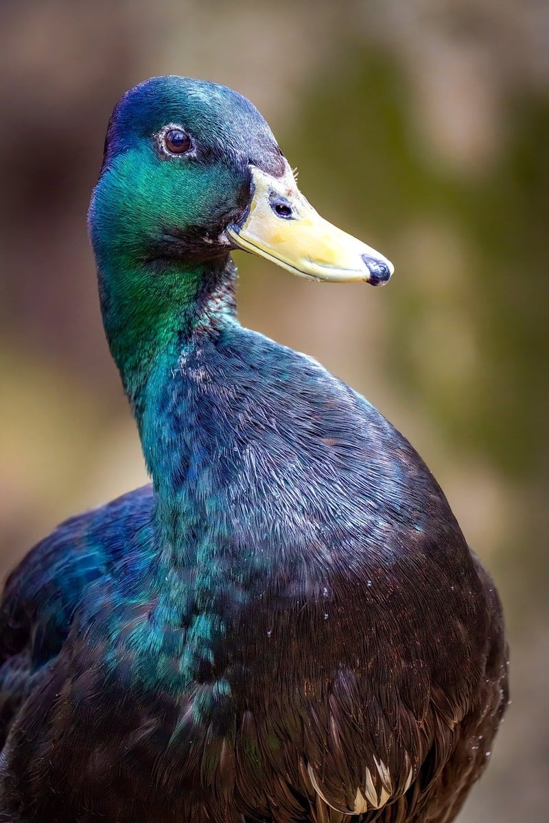 Unconventional Pairings